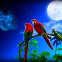 A Parrot's Moon