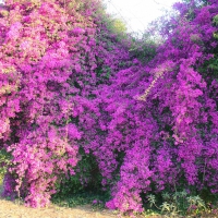 Bougainvillea Flowers in Sunlight