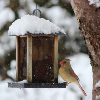 Miss Cardinal's Lunch