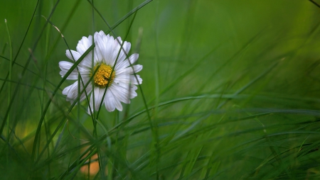 Flower - beautiful, alone, garden, flower