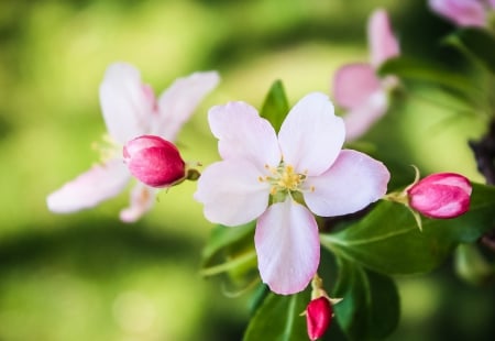 Flowers - flowers, white, red, beautiful