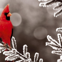 cardinal-red-branch-bird-