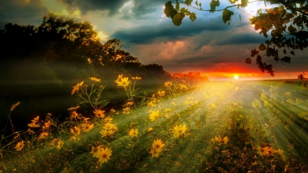 Last Rays - sunbeams, sky, trees, springtime, field, sunset, clouds, beautiful, flowers