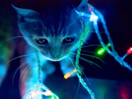 Christmas Lights - christmas, kitten, feline, lights, cat