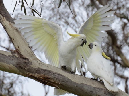 Large Crested Cockatoo - branches, cockatoo, trees, animal, birds