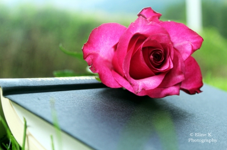 Rose - flower, book, pink, rose