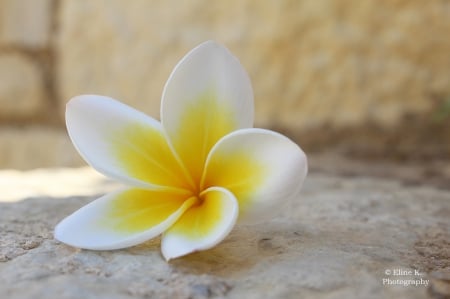 Earth laughs in flowers - flower, plumeria, photography, soft