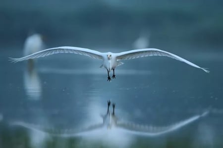 Fly - beauty, oceans, nature, cool, photography, birds