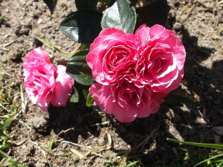 PINK AZALIA - nature, flower, pink, azalia