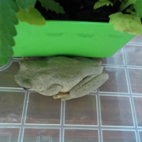 MY VISITING TREE FROG