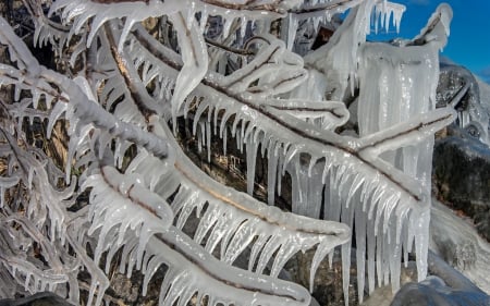 Frozen branches - branch, winter, frosted, snow, frosty, HD, ice, frozen, nature, frost, wallpaper