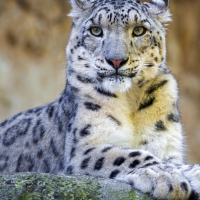 Cute snow leopard