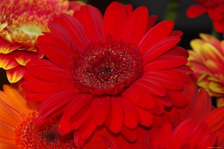 bouquet - flower, bouquet, gerbera, beautiful