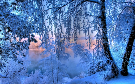 Winter's Beauty - trees, winter, nature, snow, landscapes