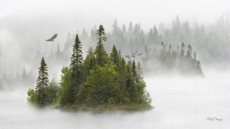 Flying in the Fog - ducks, forest, eagles, fog, island, mountains, misty, birds