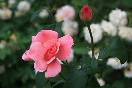 Pink Rose