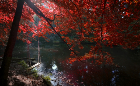 Autumn Corner - trees, beautiful, forest, light, swing, fall, river, shore, red