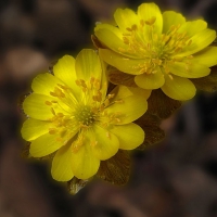 Yellow Flowers