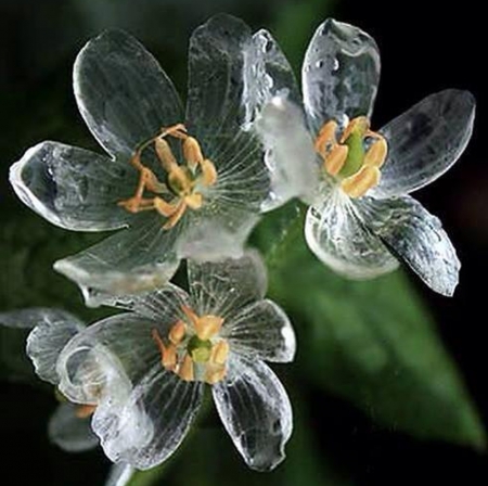 Amazing Transparent Flowers - flowers, white, transparent, amazing