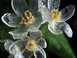 Amazing Transparent Flowers