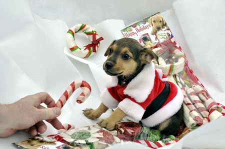 Little Santa :) - cute, dog, sweets, costume