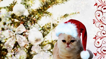 Christmas Kitty - hat, cat, xmas, tree, snow