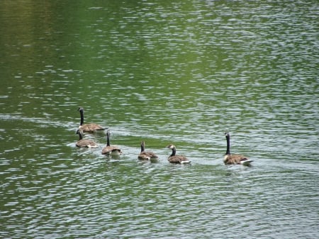 family outing - lakes, family, ducks, river