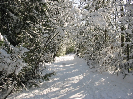 winter wonderland - snow, trees, winter, forest