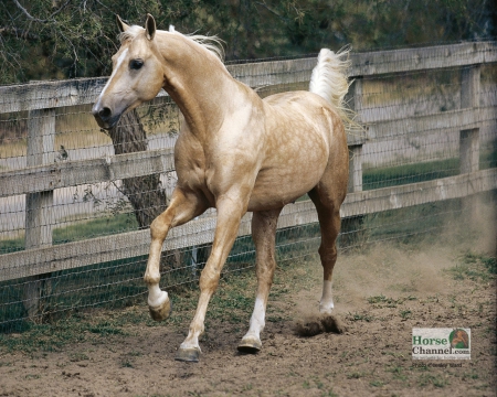 Beautiful Mare - palomino, fence, tail, horse, arabian, horses, foal, mare, dirt, hoof, stallion, glossy