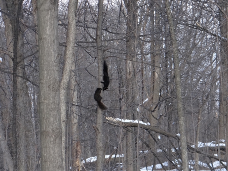 at play - snow, trees, winter, squirrel