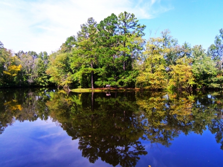 trees and water - nature, water, summer, trees