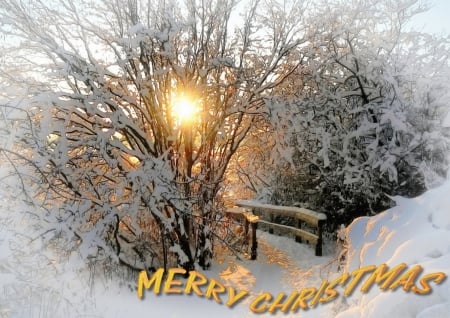 Merry Christmas - winter, merry-christmas, yellow, sun