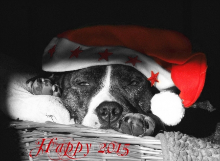 Happy 2015 to all - year, new, dog, red