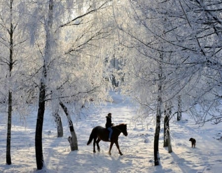 Riding in Winter Forest - forests, winter, nature, horses, snow