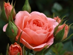 Lovely Rose