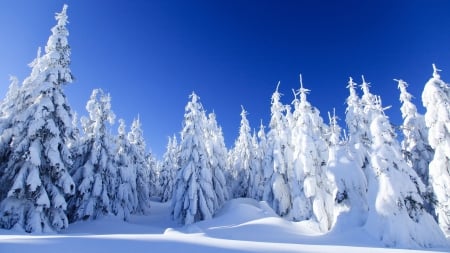 Clear Blue Sky - firs, landscape, shadows, snow, sunshine