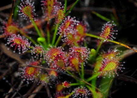 Amazing Flowers - colores, flowers, nature, amazing