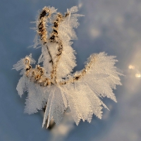 Water droplets frozen