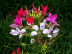 Wonderful wild flowers