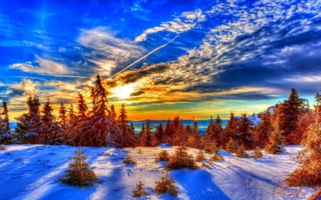 Winter Beauty - trees, winter, sunset, nature, landscape, snow