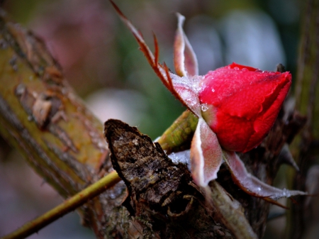 Beautiful - red, rain, beautiful, Roses