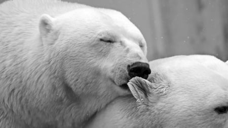 Polar Bearsâ™¥ - love, bears, sweet, polar, cute