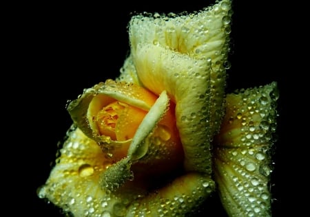 YELLOW Roseâ™¥ - yellow, beautiful, color, dew, rose