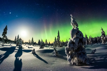 Northern lights - winter, nature, forest, snow