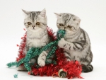 Christmas kittens