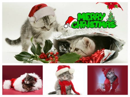 â™¥ Merry Christmas â™¥ - collage, animals, christmas, cats