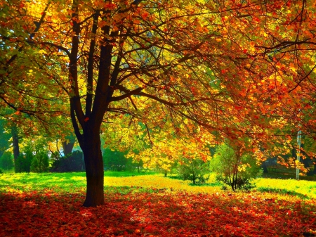 Beautiful Autumn - forest, trees, nature, autumn