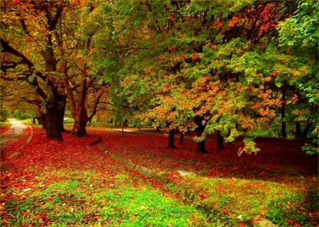 Beautiful Autumn - trees, nature, autumn, golden