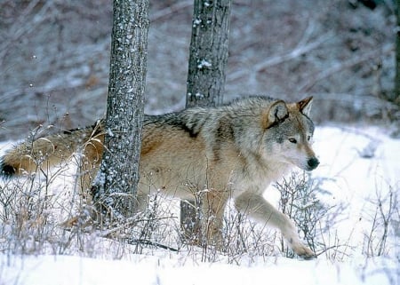 Grey Wolf - wolfes, winter, nature, photography, snow, animals