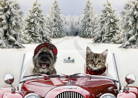 Dog and Cat - nature, cool, animals, cats, snow, dogs, winter, funny